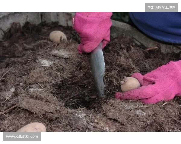 卷帘绿魔养护全指南 生态习性与生长奥秘深入解析